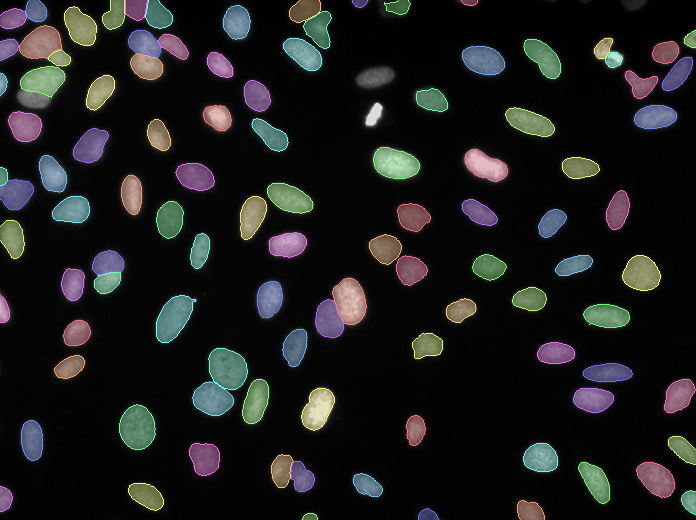 GOWT1 Time-Lapse Cellular Migration Series
